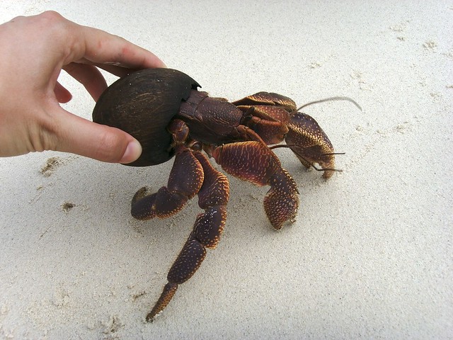 Large Coconut Crab