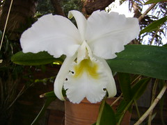 Orquídea 23