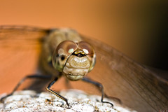 Darter Dragonfly