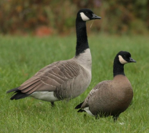 Cackling Goose (right-front), Canada Goose (left-back)