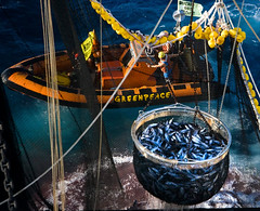 圍網漁船撈起人工集魚裝置聚集的鮪魚。2009 © Greenpeace / Paul Hilton