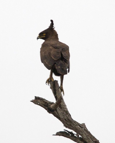 Long-crested eagle (Lophaetus occipitalis)  Long-crested eagle (Lophaetus occipitalis) ©  Lip Kee