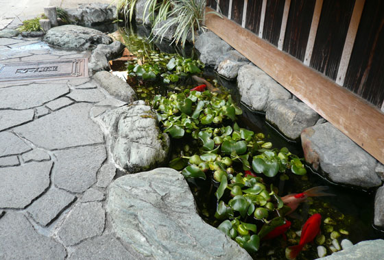 Awesome little Koi pond in front of a shop, this was literally dug into the street!