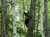 Bear Cub July 12