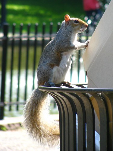 Hungry Connecticut Squirrel