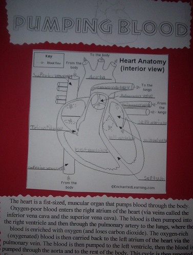 Human Heart Diagram Unlabeled. Labels that is easy,labeled diagram small