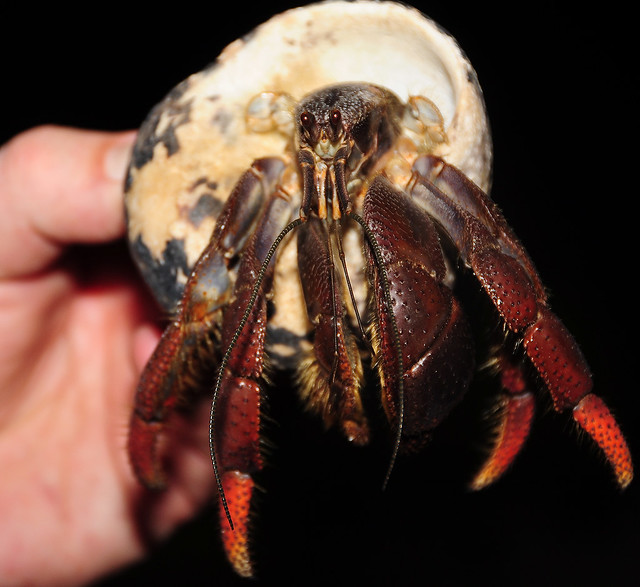 Glover's Reef Hermit Crab
