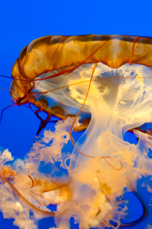 Jellyfish at Osaka Aquarium