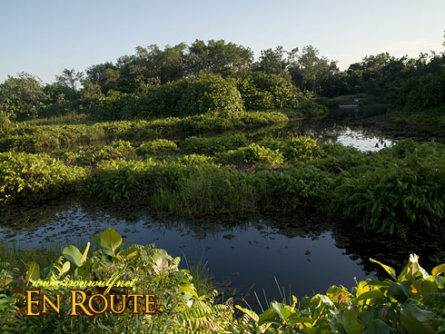 Sungei Buloh Freshwater Pond