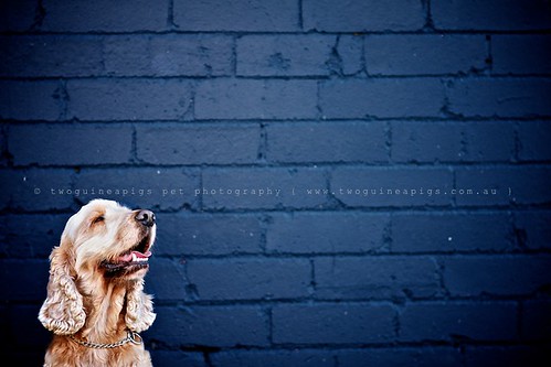 Proud Cocker Spaniel by twoguineapigs pet photography, dog portrait