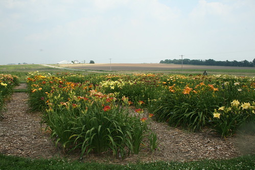 wonderful daylily farm