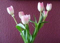 Rosa Tulpen vor lila Wand