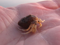 Herman the hermit crab