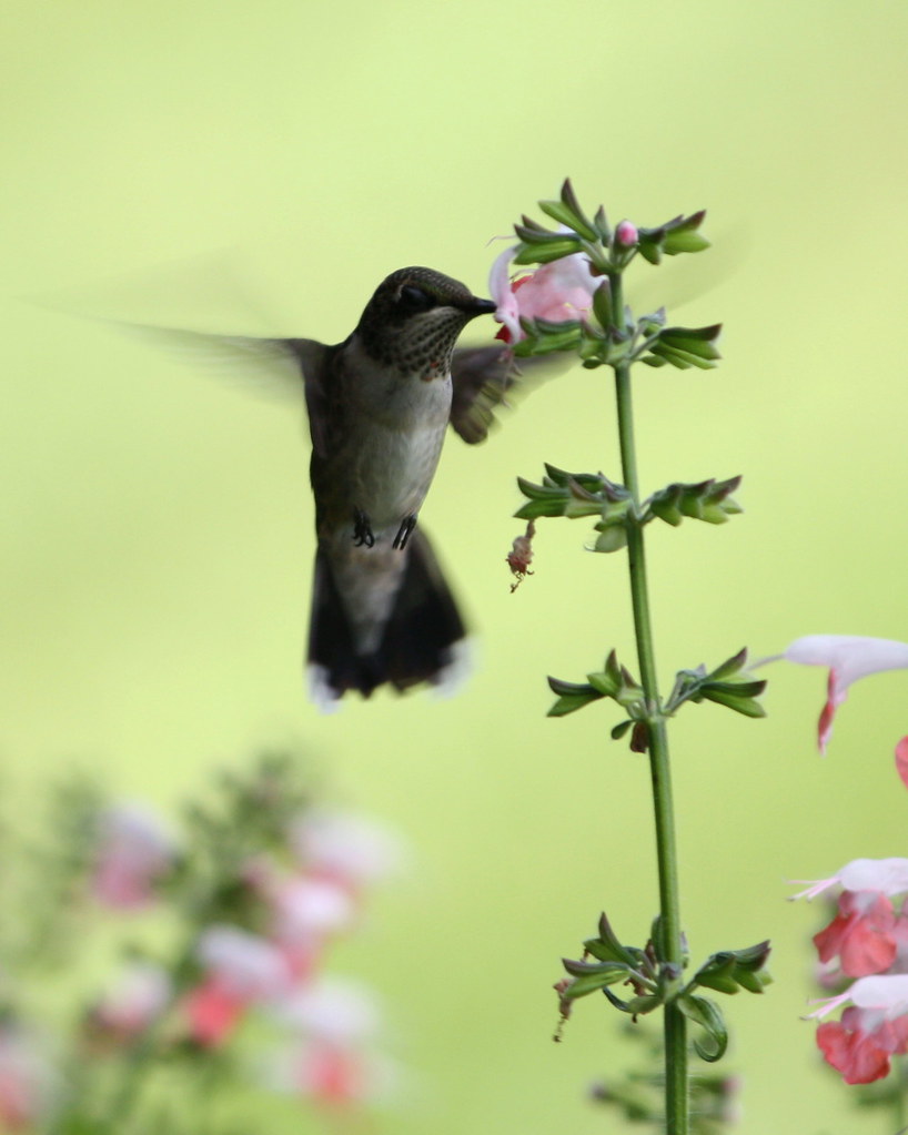 Pretty hummingbird shot