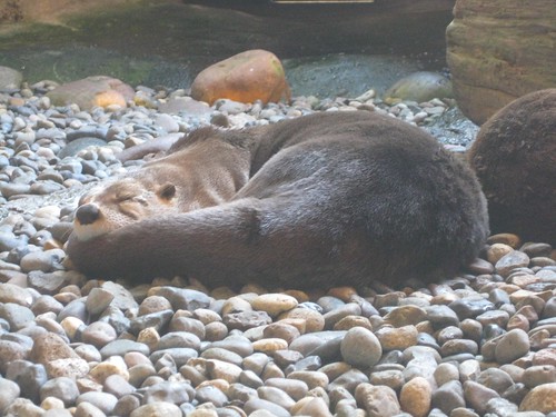 Otter Asleep