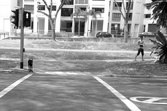 Dog waiting to cross the road