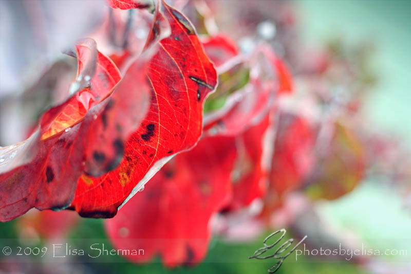 Red October - Red Fall Leaves by Elisa Sherman | photosbyelisa.com