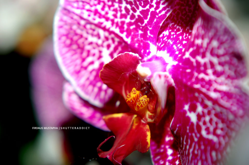 orkid-lah2