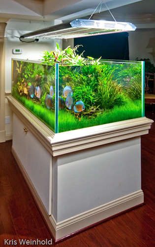 Michael's 210G Aquarium