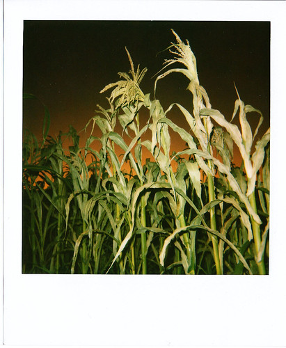 polaroid at the corn field
