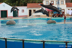 Golfinhos a Saltar I - Dolphins Jumping I