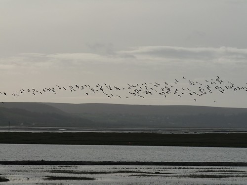 11780 - Lapwings over WWT Llanelli