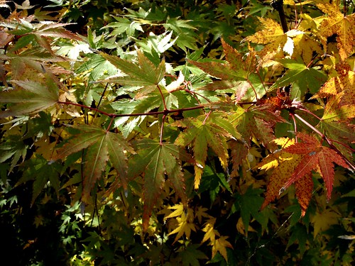 bloodgood japanese maple bonsai. laceleaf japanese maple bonsai