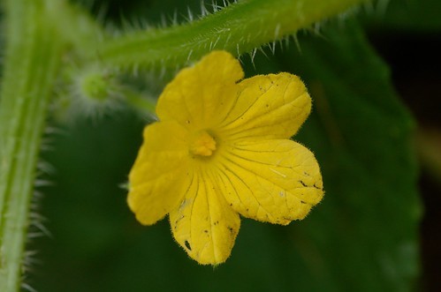 Kiwano | mannelijke bloem - male flower