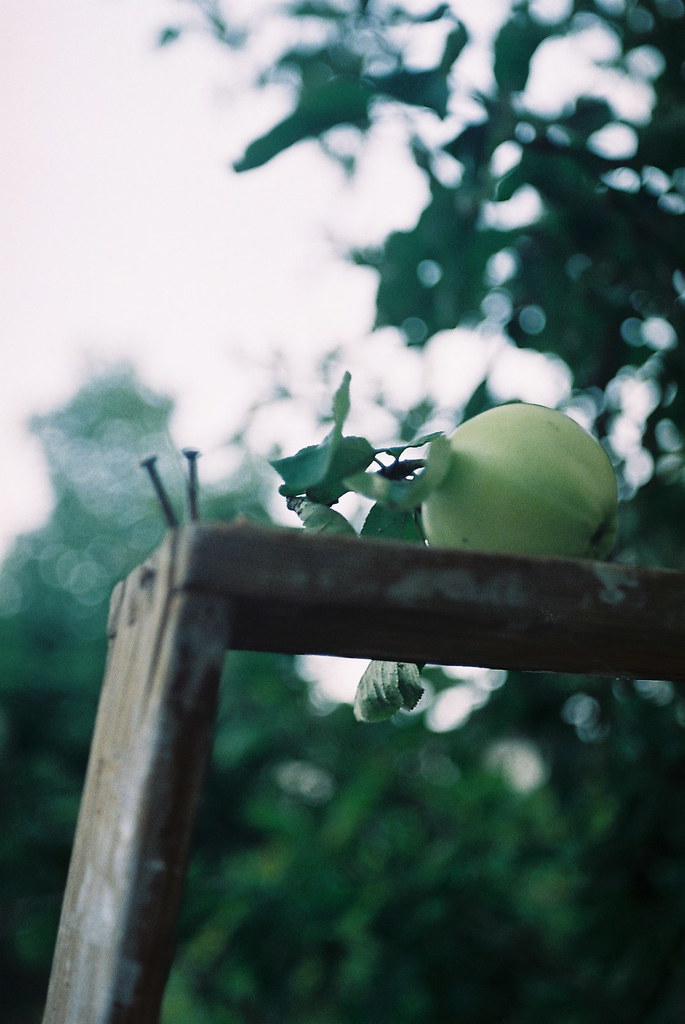 lonely apple on ladder