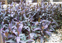 Wandering Jew Plants in Our Atrium