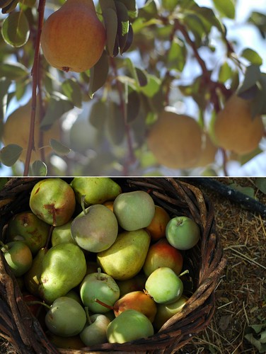 Pear Harvest Diptych