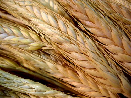 334: Wheat