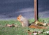 ARE THING SQUIRRLEY IN FLINT MI? You just can't believe your lying eyes.