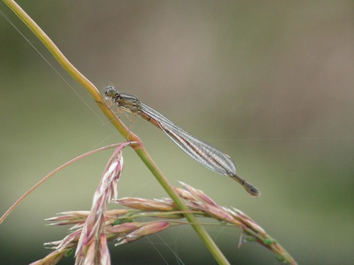 Damselfly perched on grass