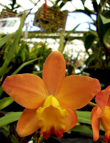 orange crushin orchid