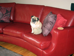 norman loves the red couch best