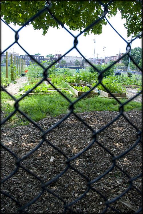 city-community-garden