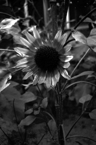sunflower (uv) [#48607]