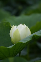 Lotus #1
