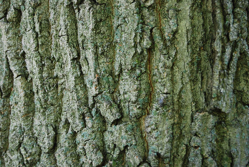 Tree Bark Texture 02