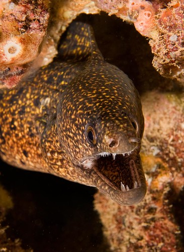 Stout or Young Yellowmargin Moray