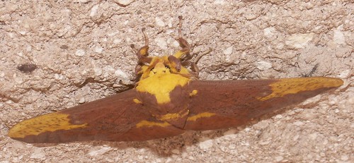Male Imperial Moth, Head-On View