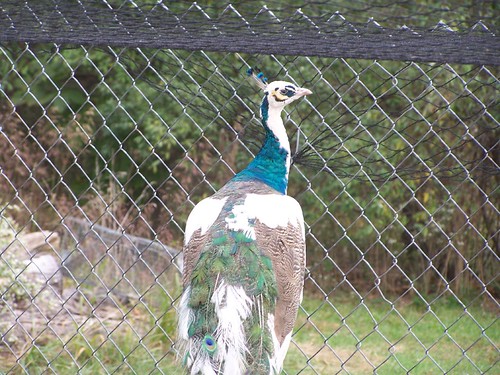 Peahen (white) & young Black