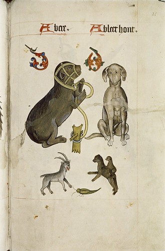 Bear and Bloodhound, Goat, green insect, apes