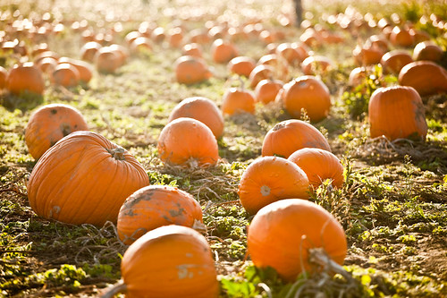 pumpkin patch 2009