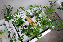 Hydroponics by m-louis, on Flickr