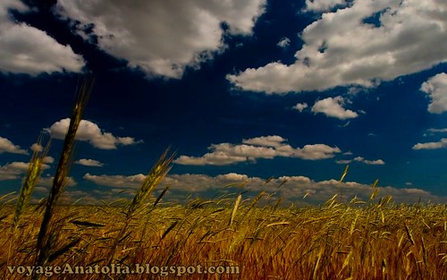 Golden Fields near Ankara by voyageAnatolia.blogspot.com