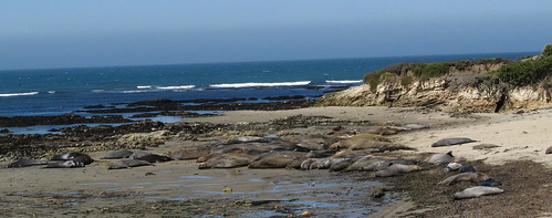 Elephant seal bulls