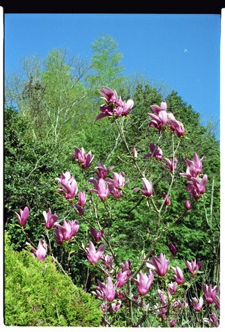magnolia tree blossom. magnolia in full loom