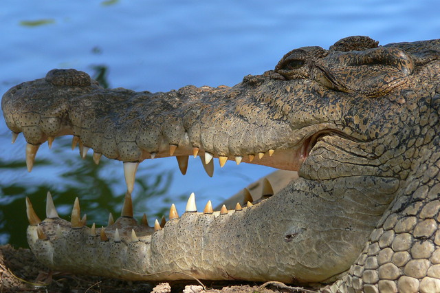Crocodile Northern Territory